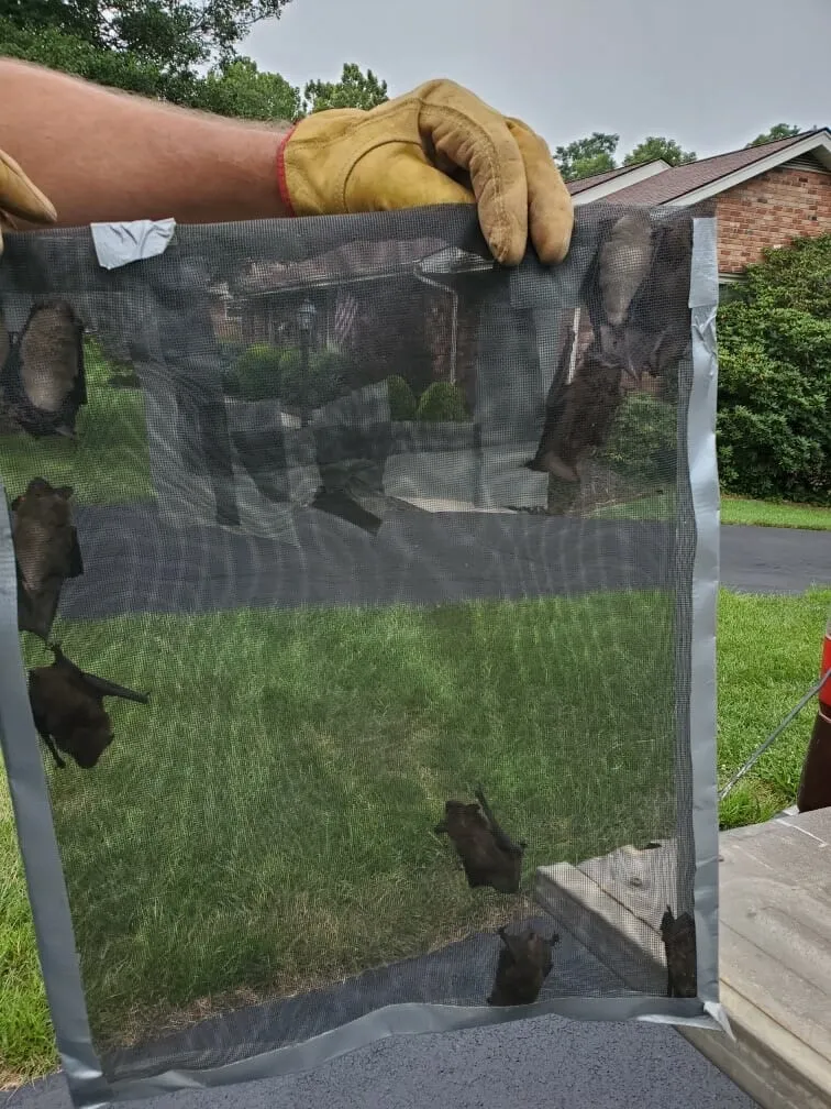 Technician in leather gloves holding a window screen with several bats clinging to it during an exclusion job
