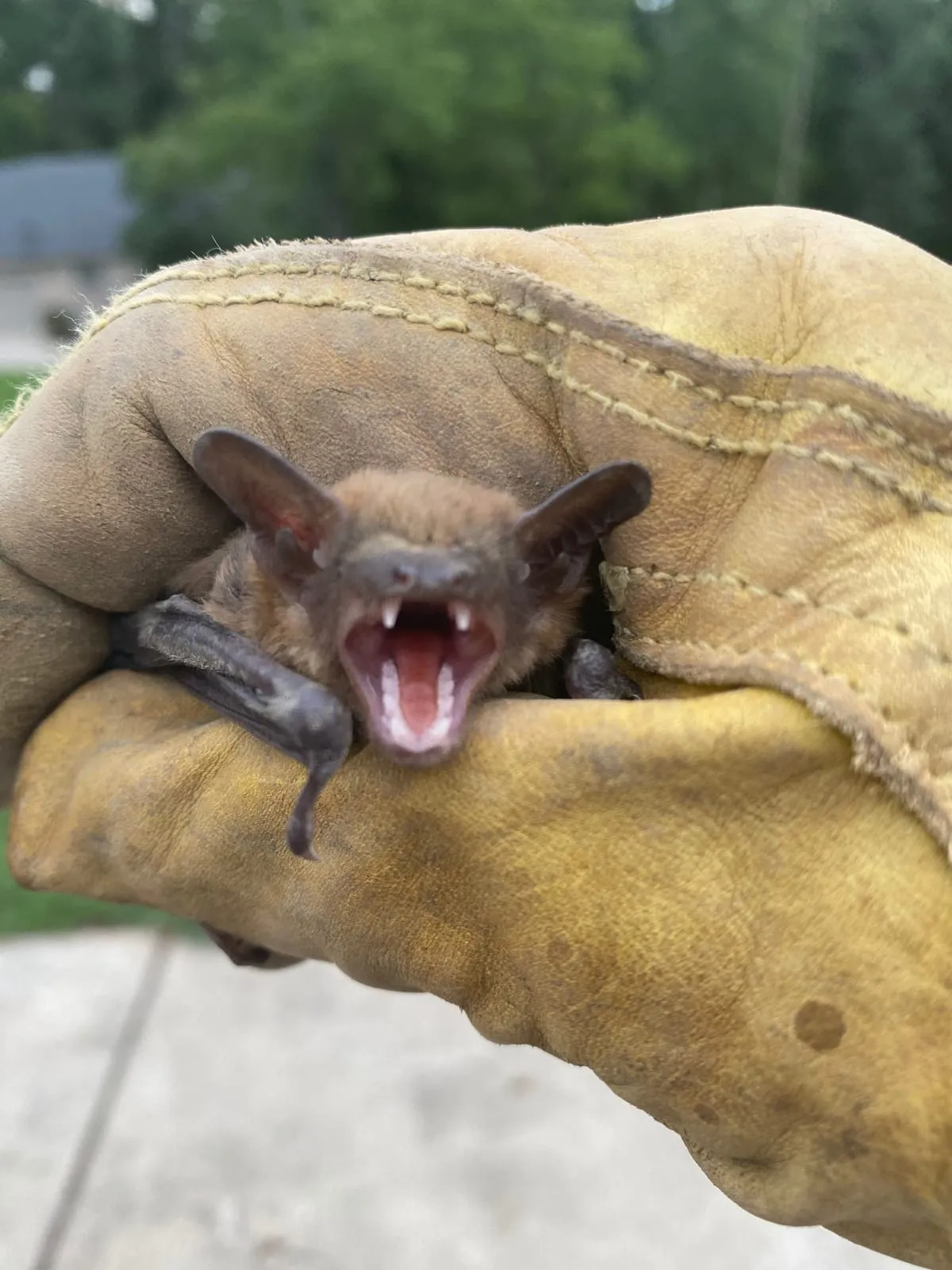 Bat held securely in a leather-gloved hand with its mouth open, after removal from a home