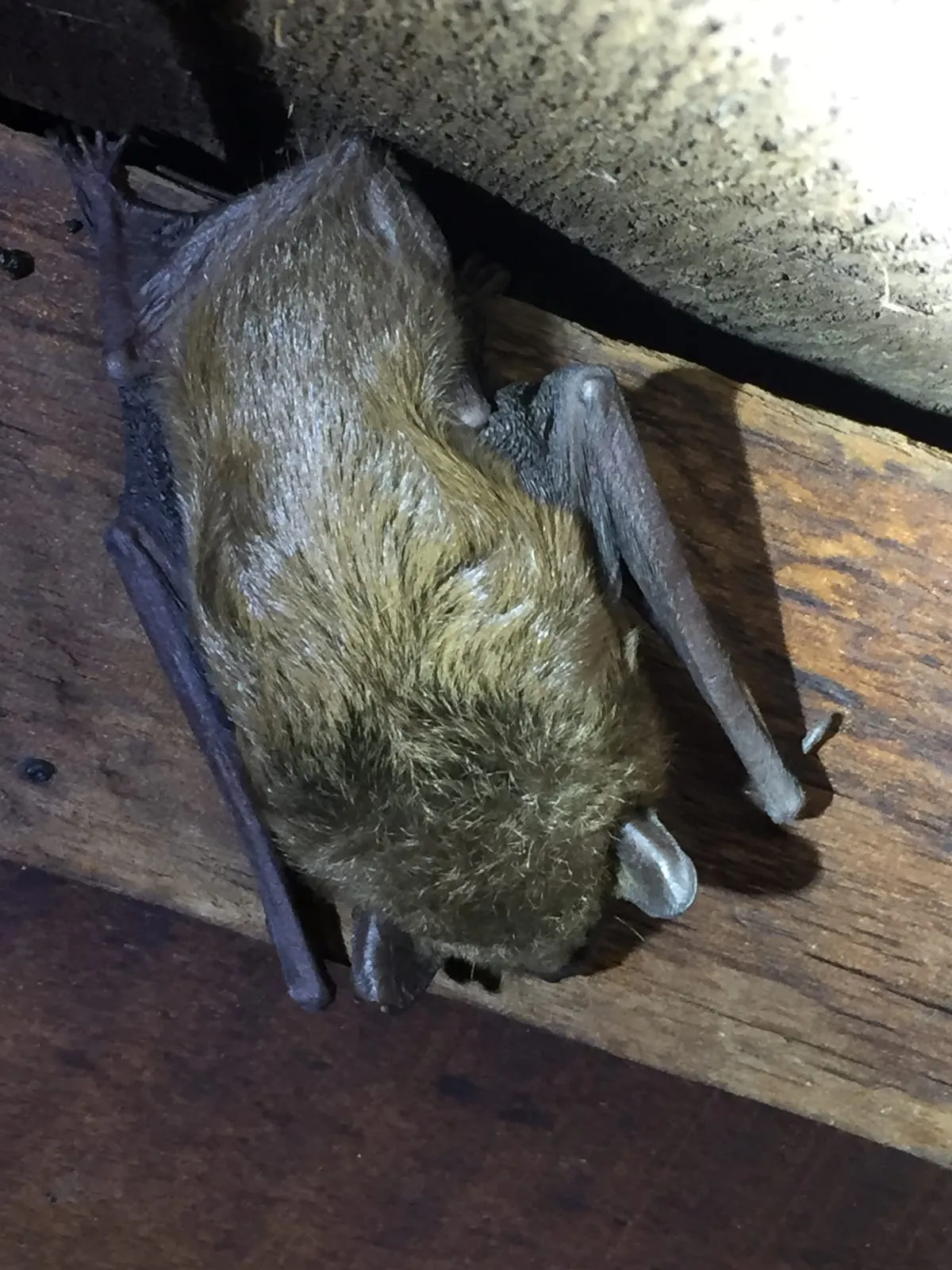 Bat clinging to a wooden rafter inside an attic