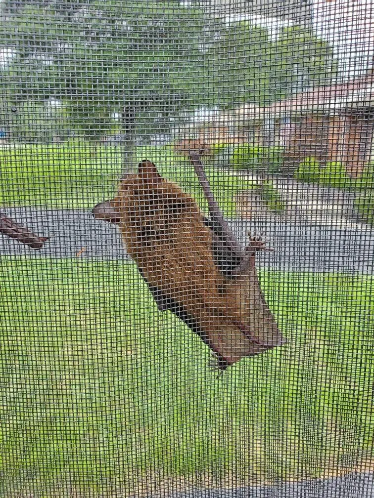 Bat clinging to the outside of a window screen