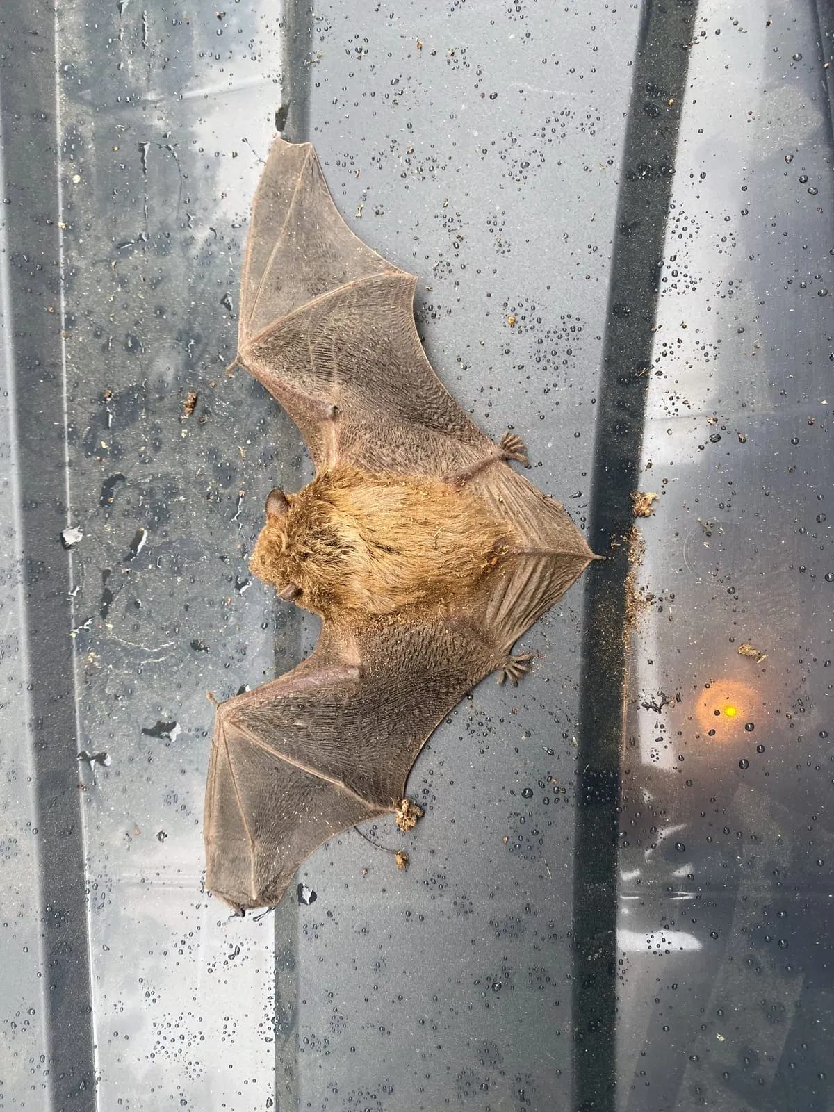 Bat with wings fully spread lying on a metal truck bed