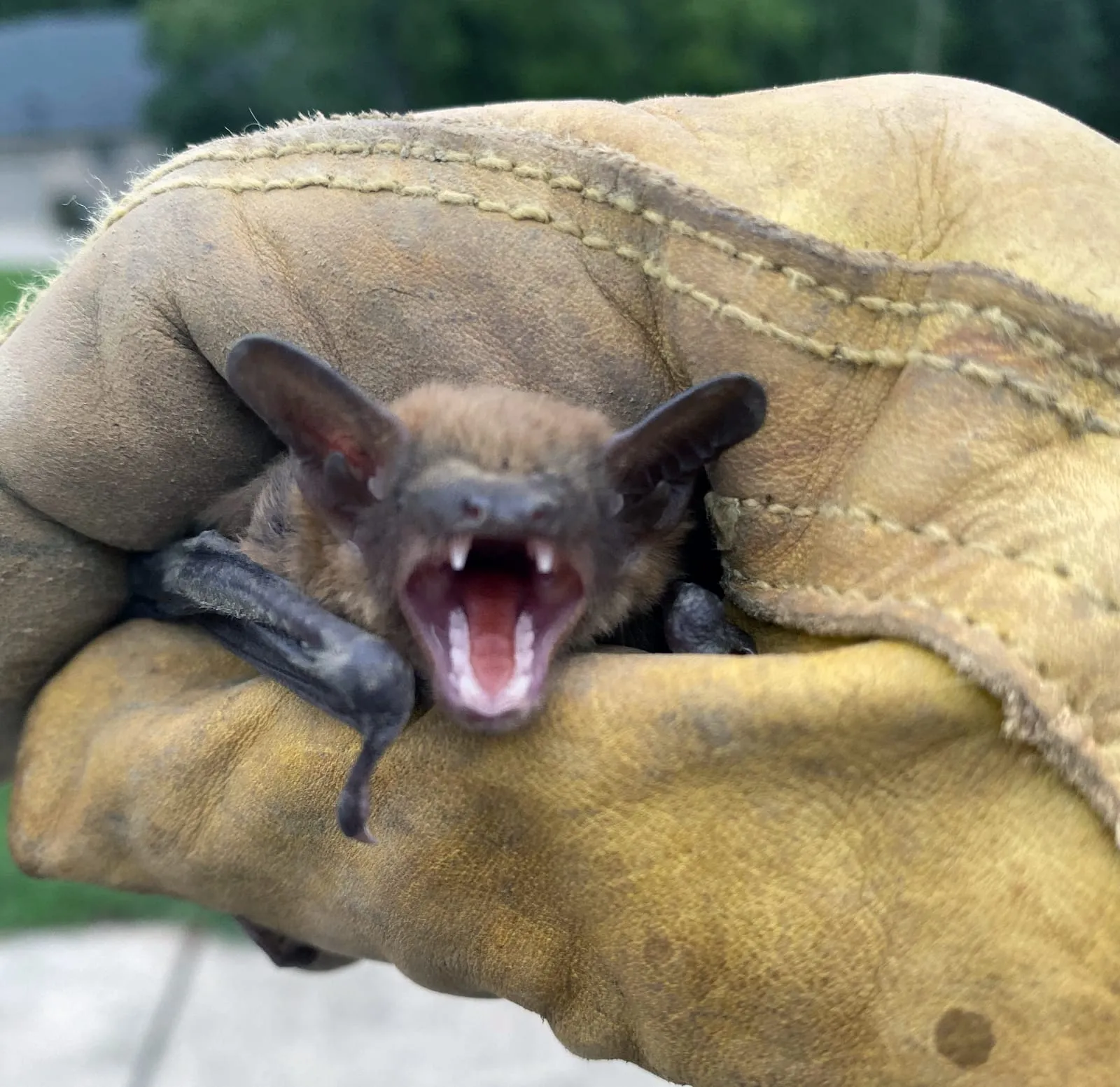Bat held securely in a leather-gloved hand with its mouth open