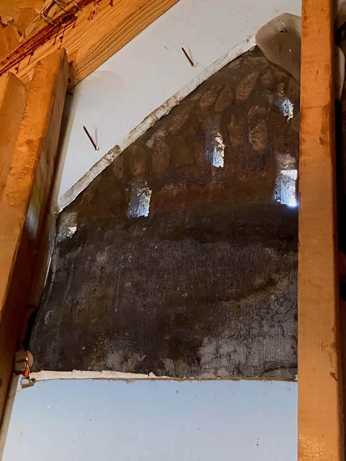 Colony of bats roosting behind the screening of a gable vent, photographed from inside the attic