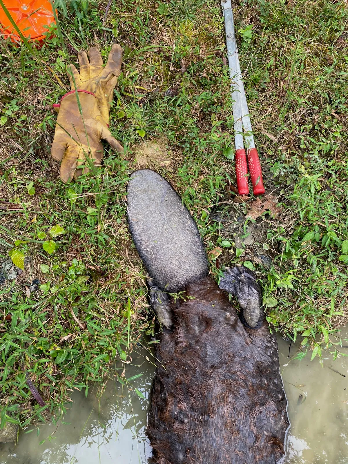 Beaver on a pond bank beside work gloves and trapping equipment