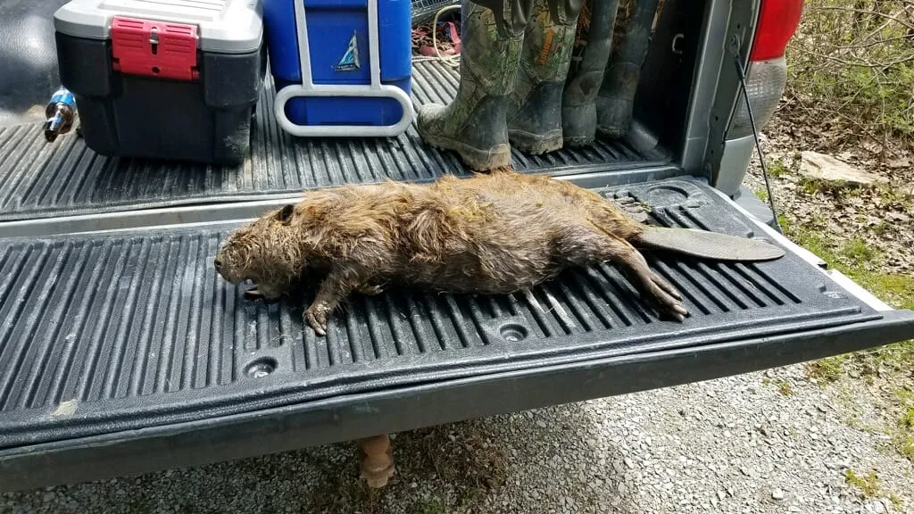 Beaver on a truck tailgate after removal from a property
