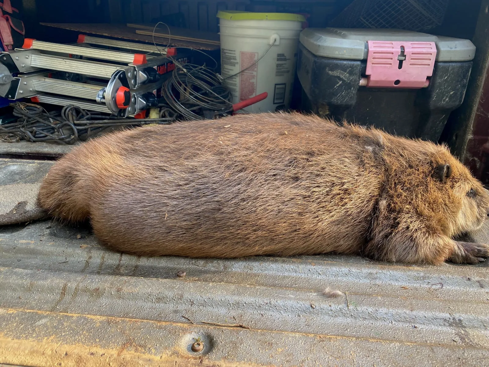 Large beaver lying in a truck bed after removal