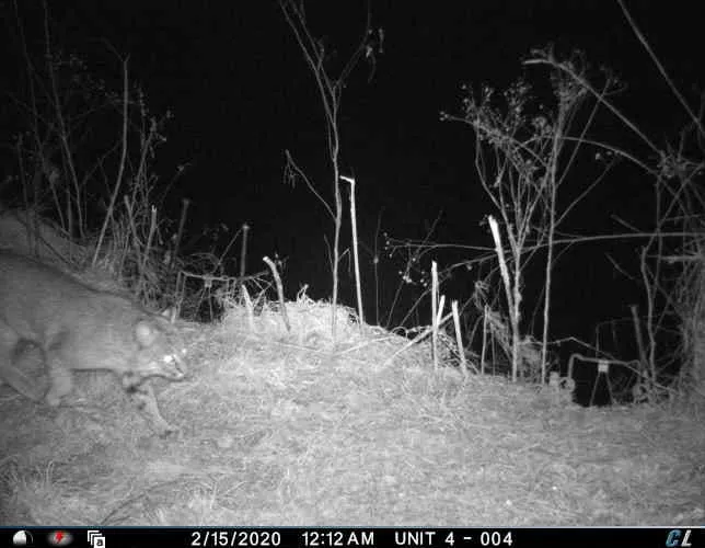 Nighttime trail camera photo of a bobcat moving along a brushy field edge