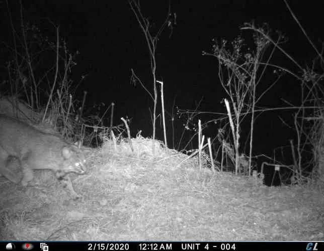 Nighttime trail camera photo of a bobcat walking through dry grass at a brushy field edge