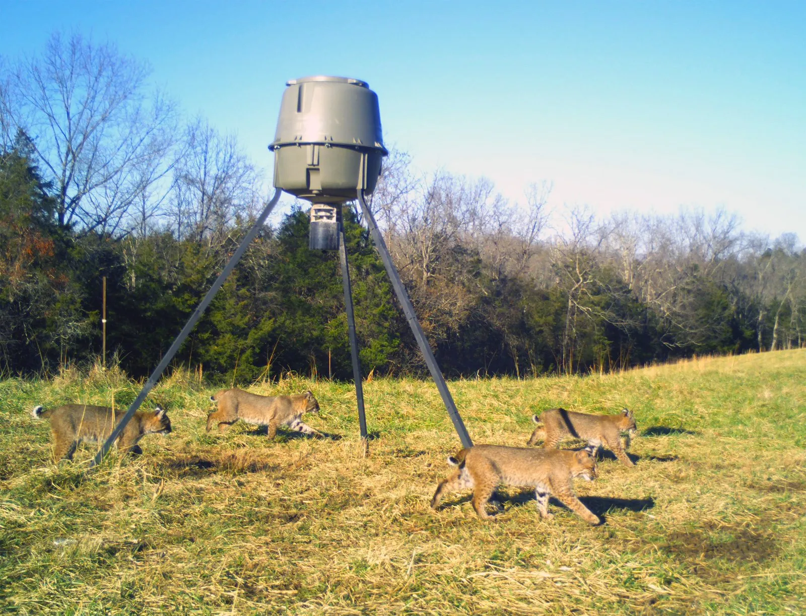 Daytime trail camera photo of a group of bobcats crossing a grassy field beneath a tripod feeder, with bare winter woods behind