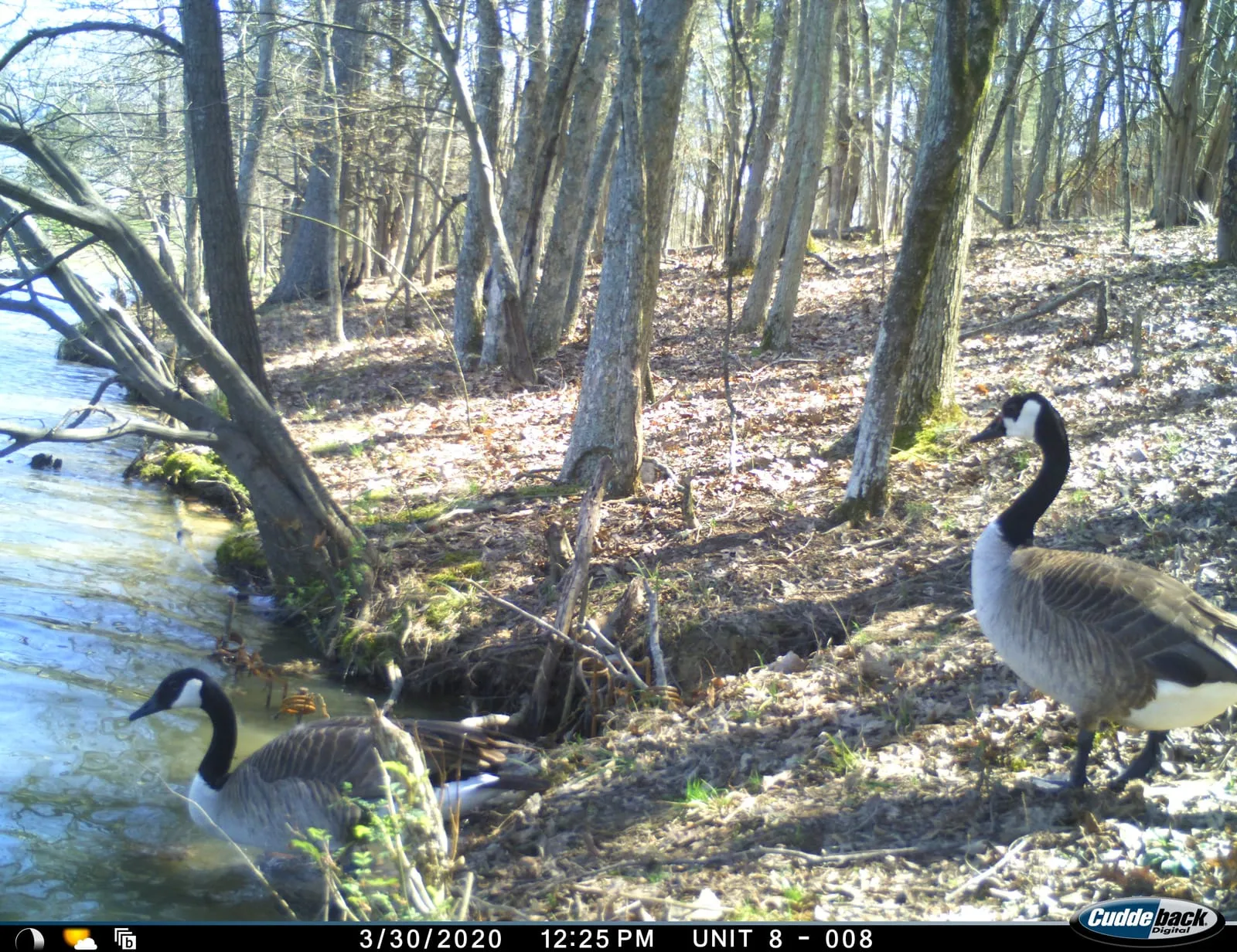 Trail camera photo of two Canada geese on a wooded pond bank