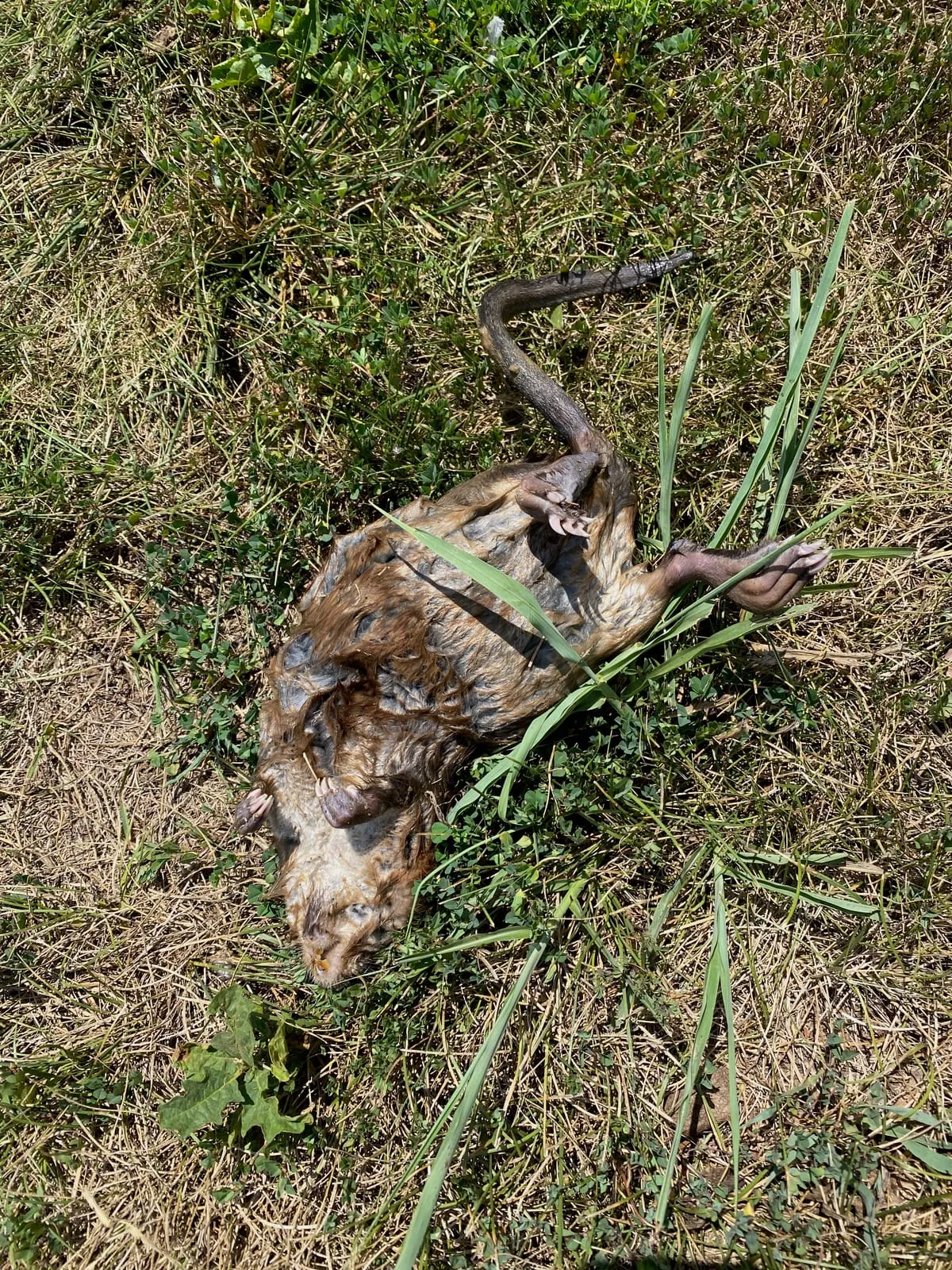 Animal carcass in a dry lawn before removal and cleanup