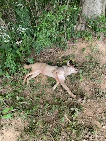 Coyote carcass at the base of a tree awaiting removal