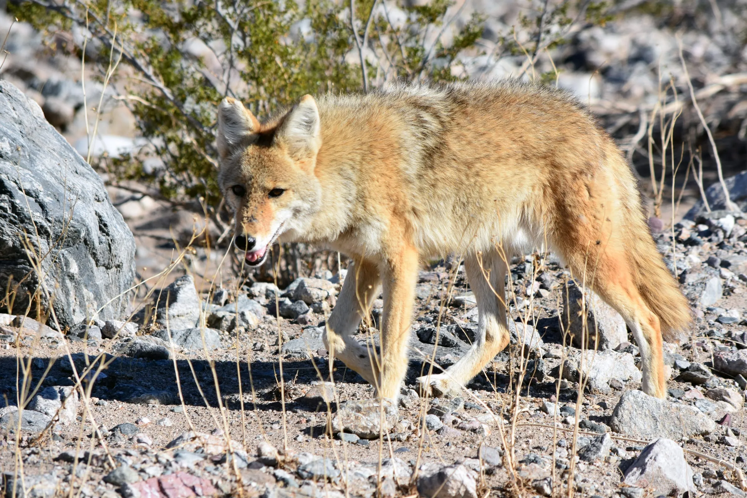 Coyote walking across dry, rocky ground