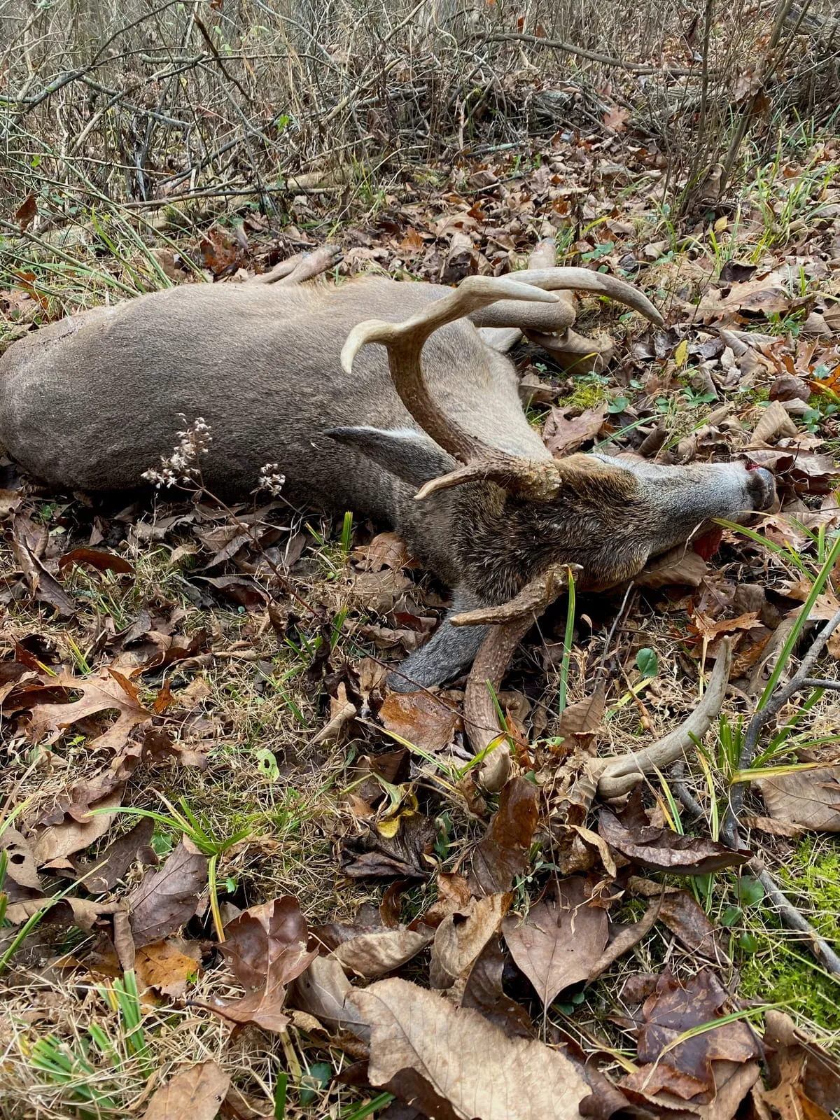 White-tailed deer buck carcass in leaf litter before removal