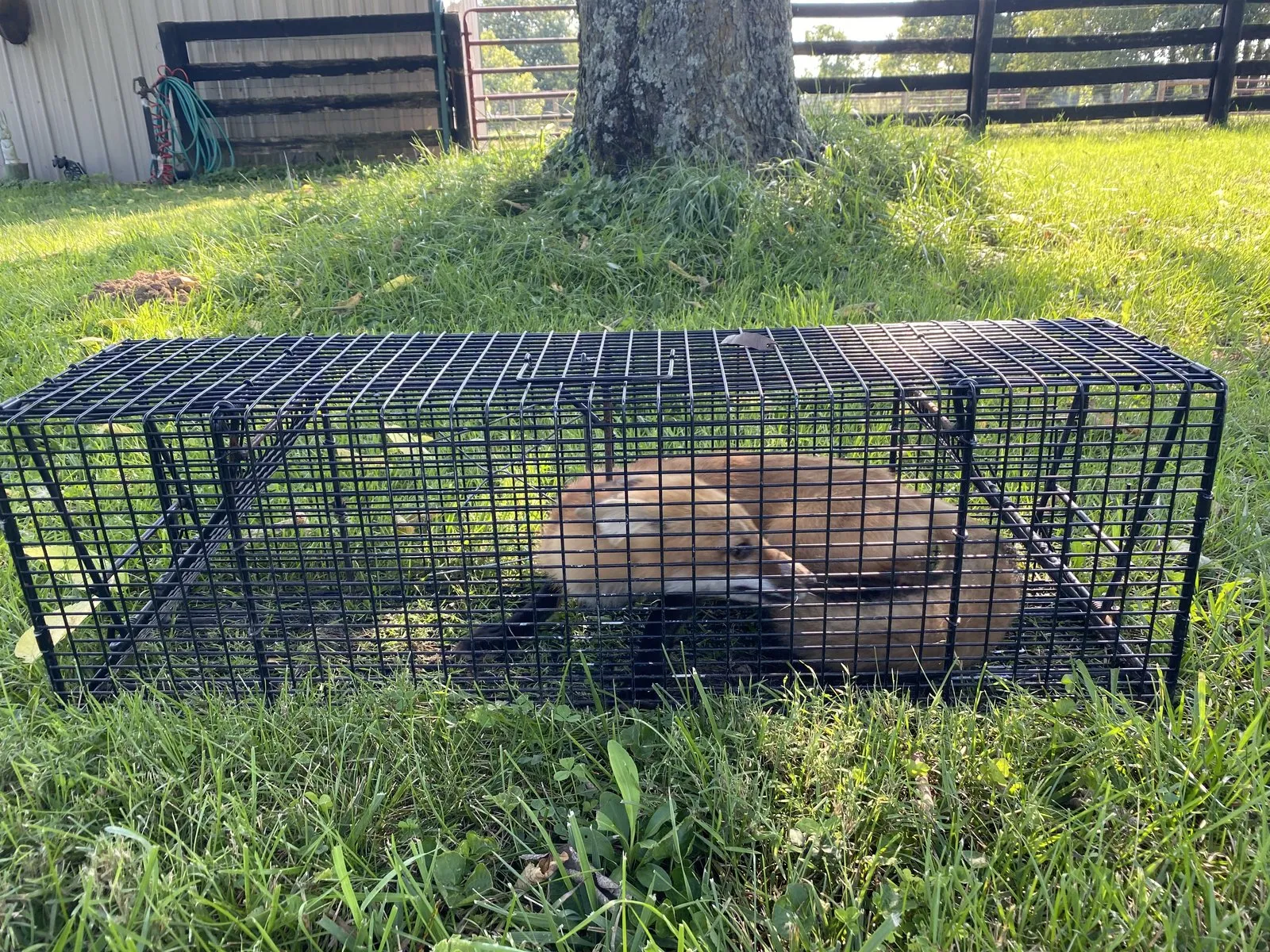 Red fox curled inside a black wire cage trap on a mown lawn near a farm fence