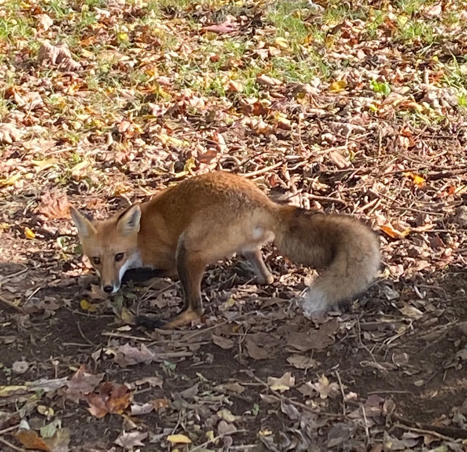 Red fox standing in fallen leaves, looking toward the camera