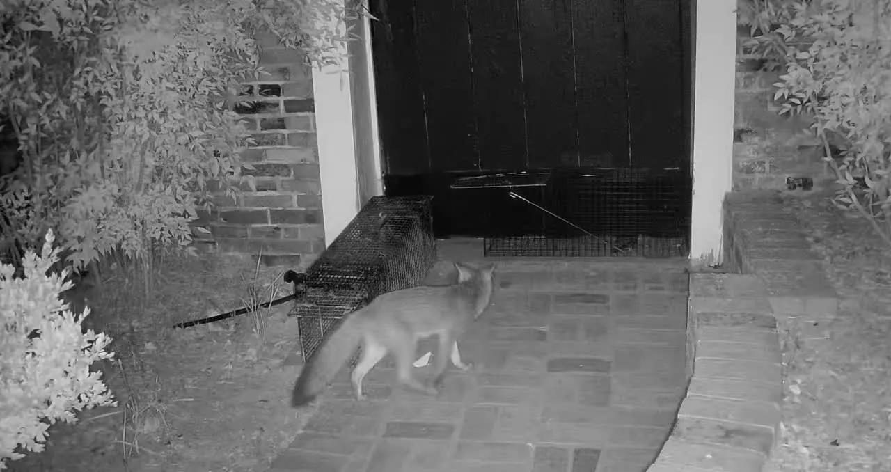 Nighttime trail camera photo of a gray fox walking past two cage traps set beside the front door of a brick house
