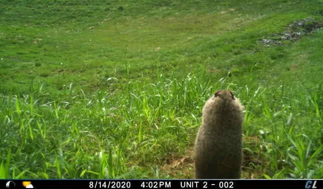Trail camera photo of a groundhog standing upright at its burrow entrance