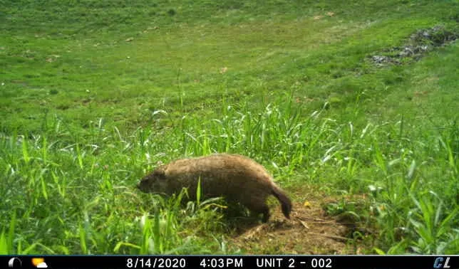 Trail camera photo of a groundhog in a grassy field near its burrow