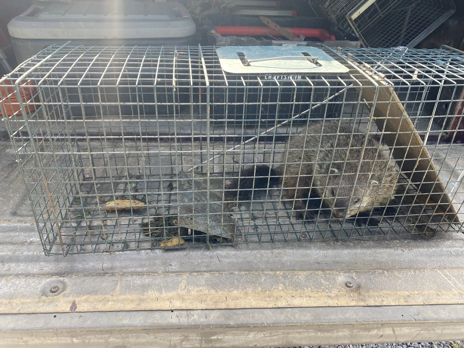 Groundhog inside a wire cage trap sitting on a truck tailgate after removal