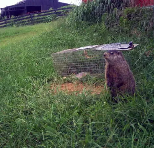 Groundhog standing upright next to a wire cage trap in tall grass