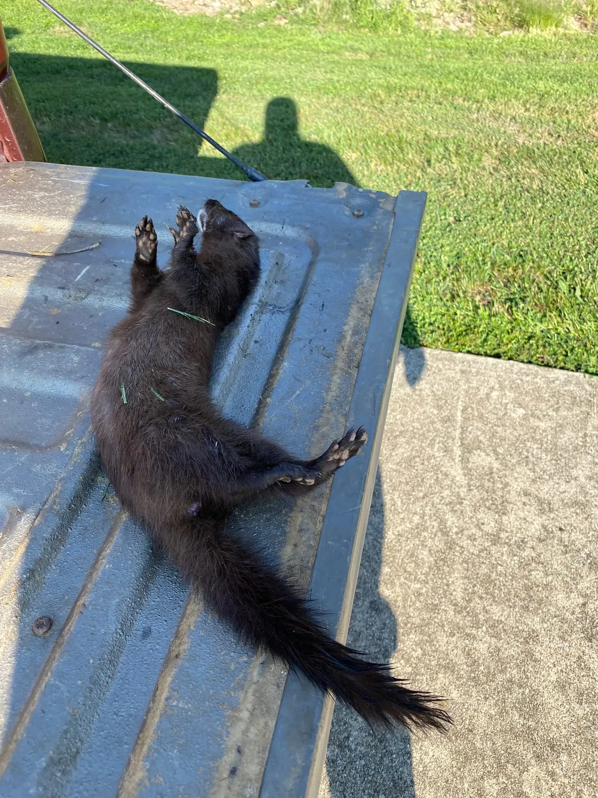 Mink lying on a truck tailgate after removal
