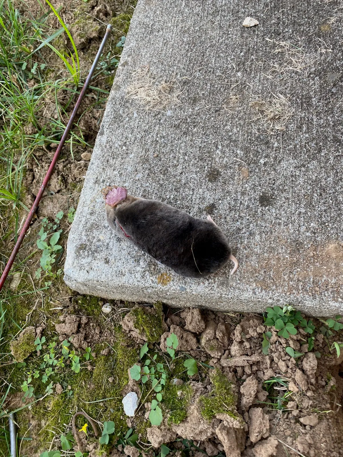 Mole lying on the edge of a concrete slab next to excavated soil