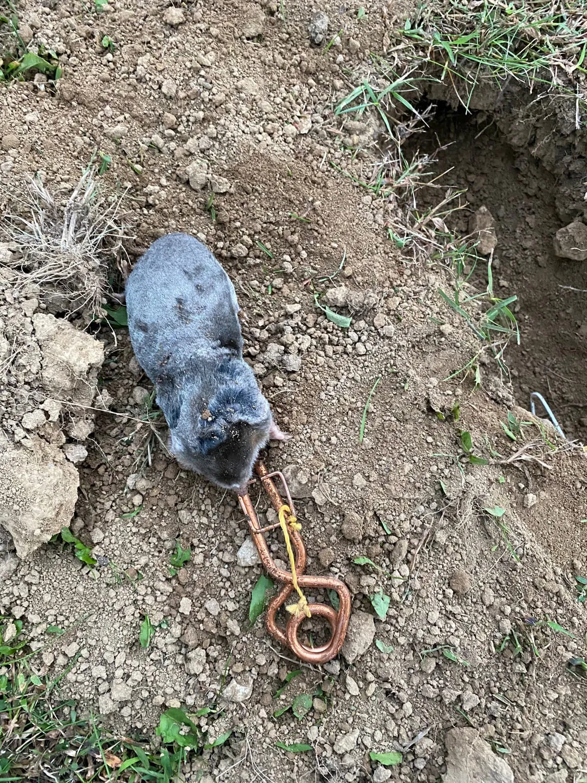 Mole caught in a spring trap beside its excavated tunnel