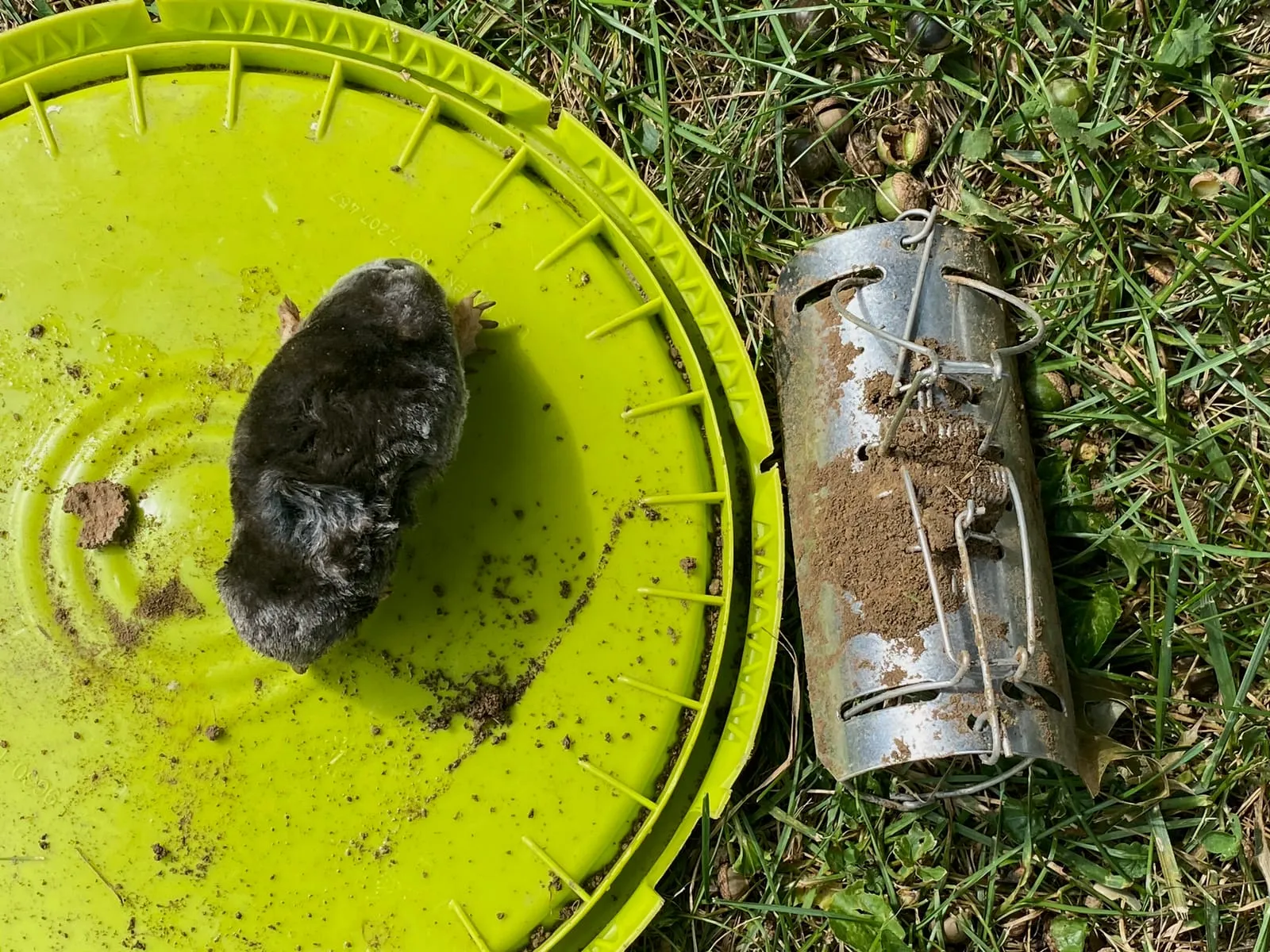 Mole and a tunnel-style mole trap on a bucket lid after removal from a lawn