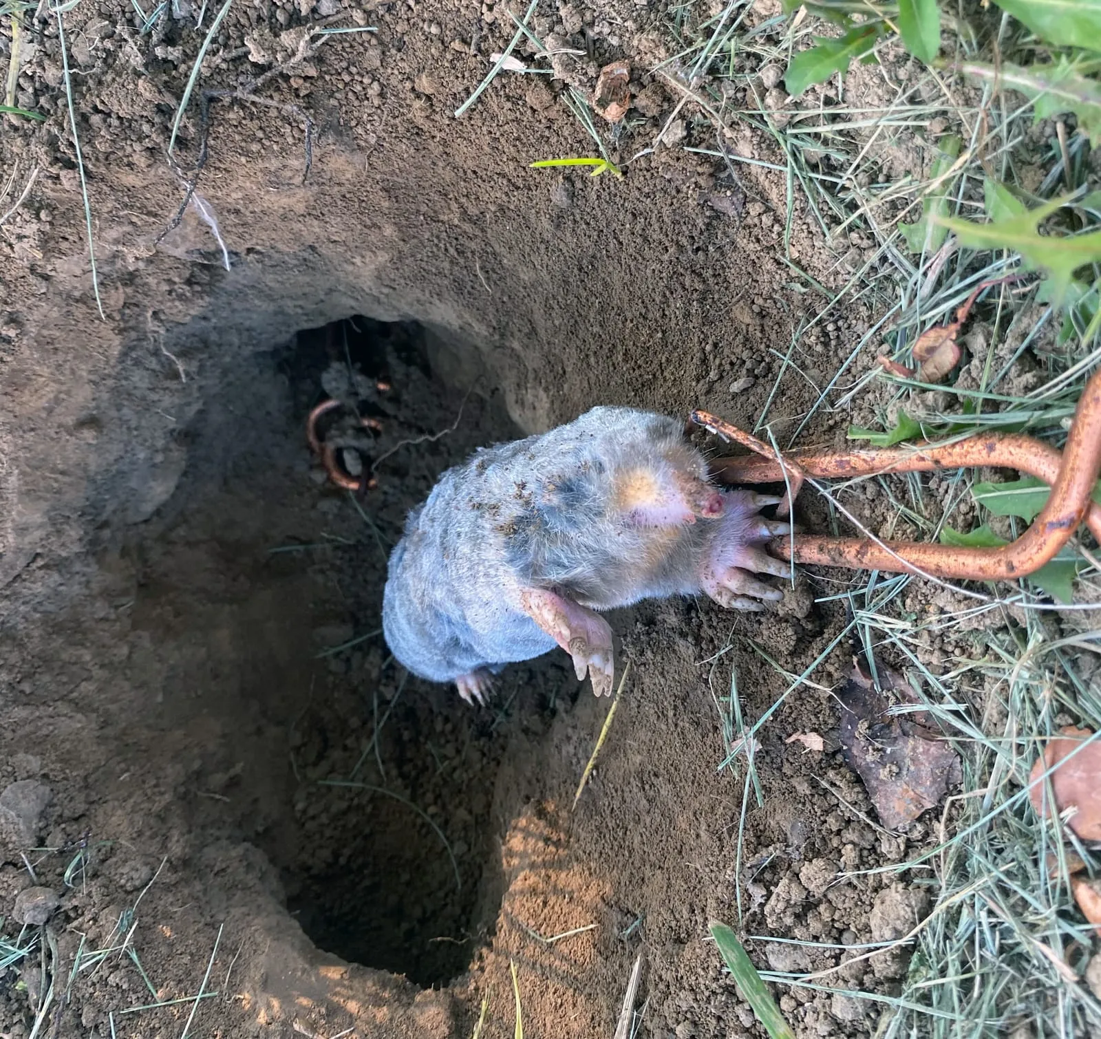 Mole caught in a spring trap at an excavated burrow