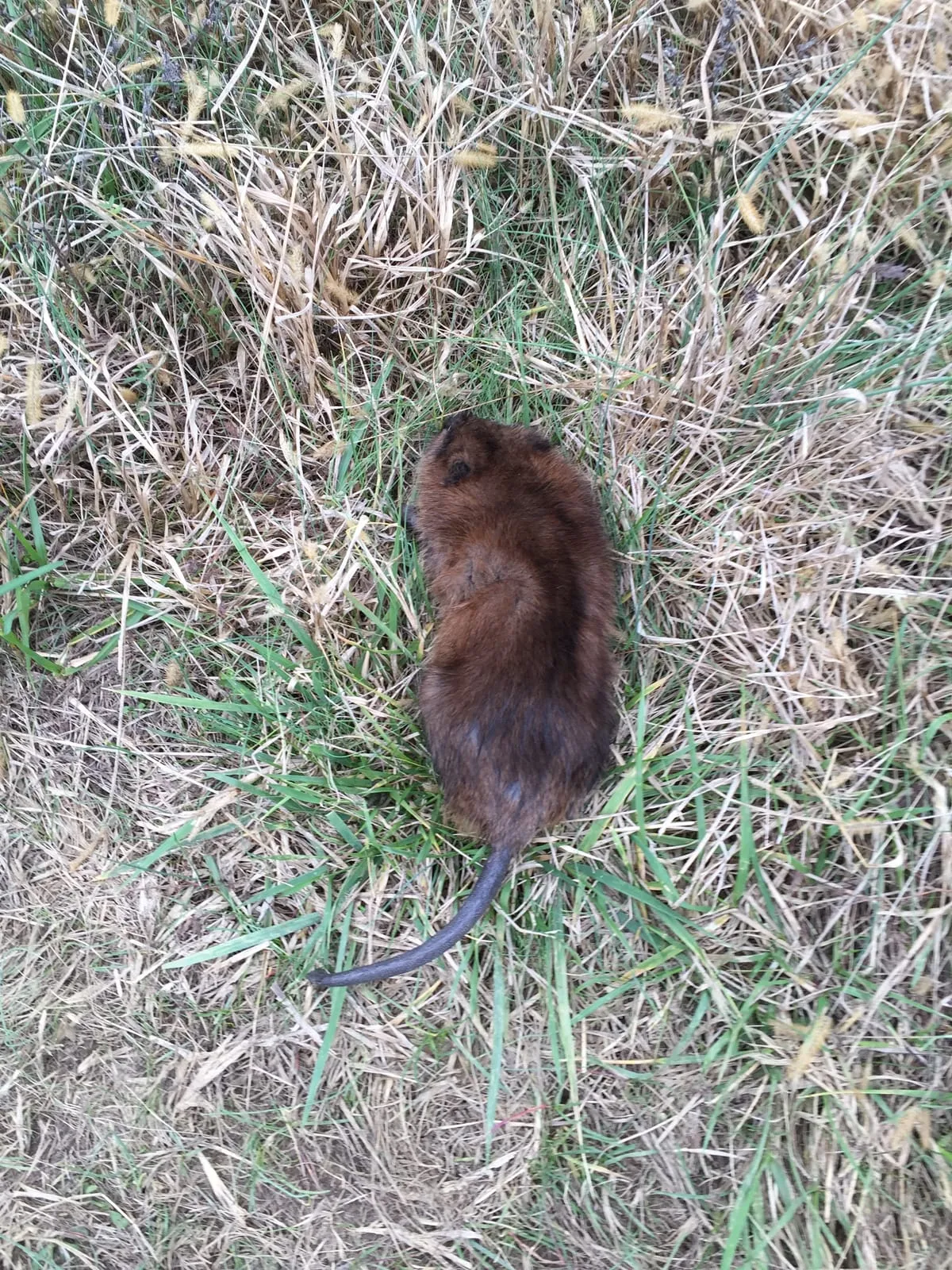 Muskrat lying in dry grass