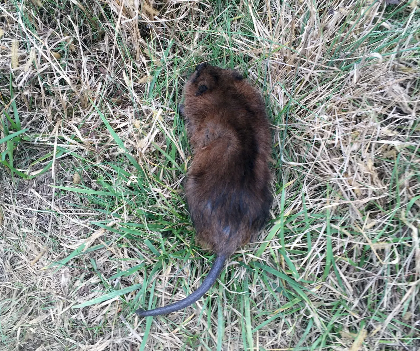 Muskrat lying in dry grass