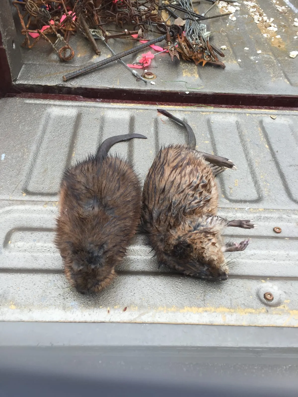 Two muskrats side by side on a truck tailgate after removal