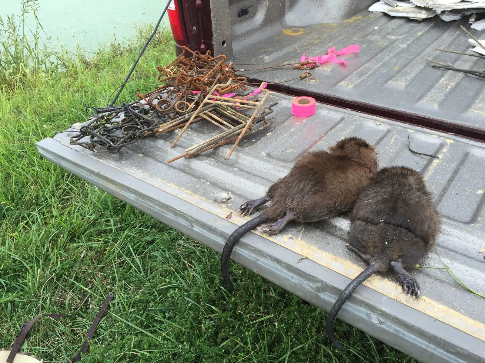 Two muskrats and a stack of traps on a truck tailgate after a water trapping job