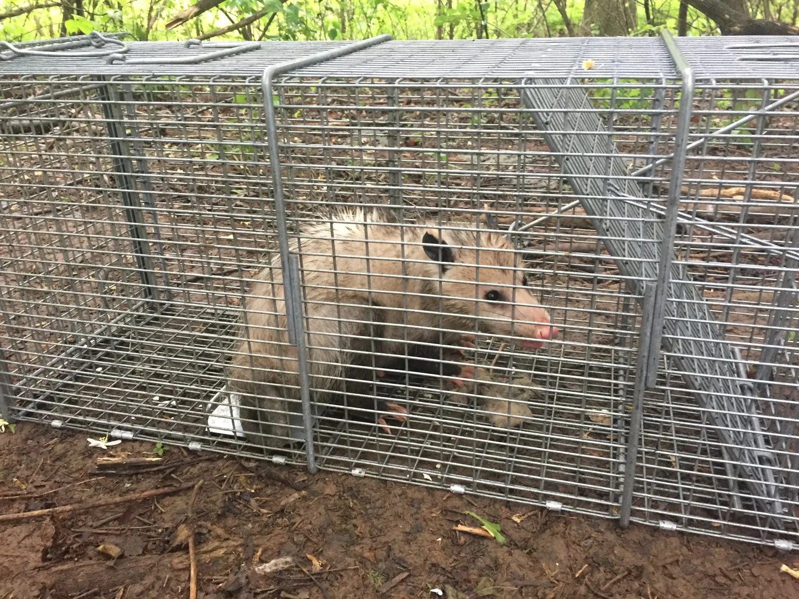 Opossum inside a wire cage trap on a leaf-covered woodland floor