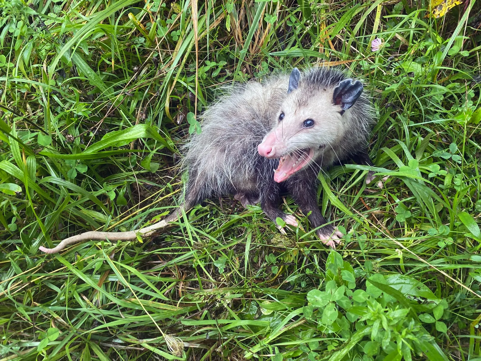 Opossum in green grass with its mouth open, showing its teeth