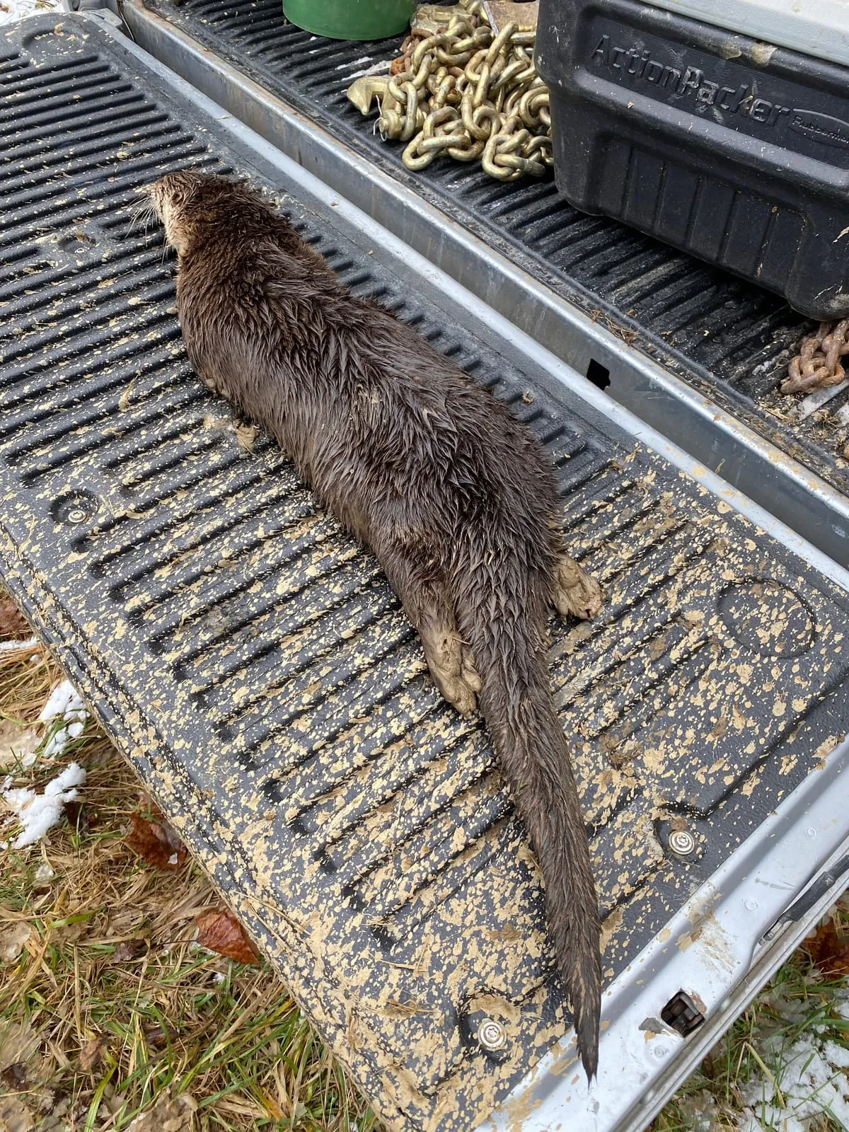 River otter lying on a muddy truck tailgate after removal