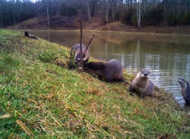 Trail camera photo of river otters on the bank of a farm pond