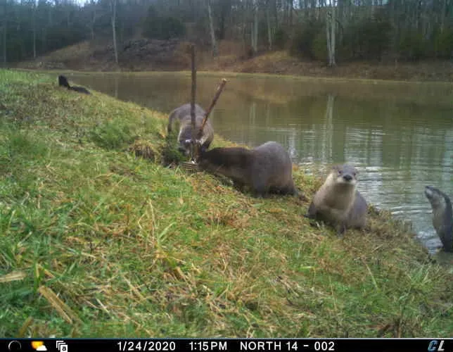 Trail camera photo of river otters on the bank of a farm pond