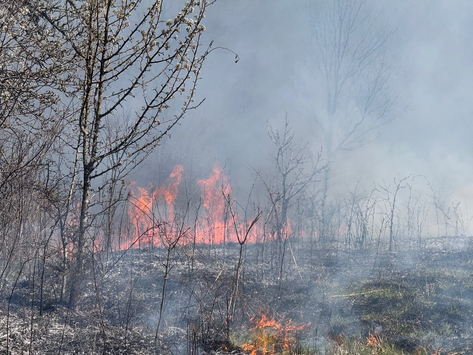 Orange flames of a prescribed fire burning through dormant stems and saplings amid heavy smoke