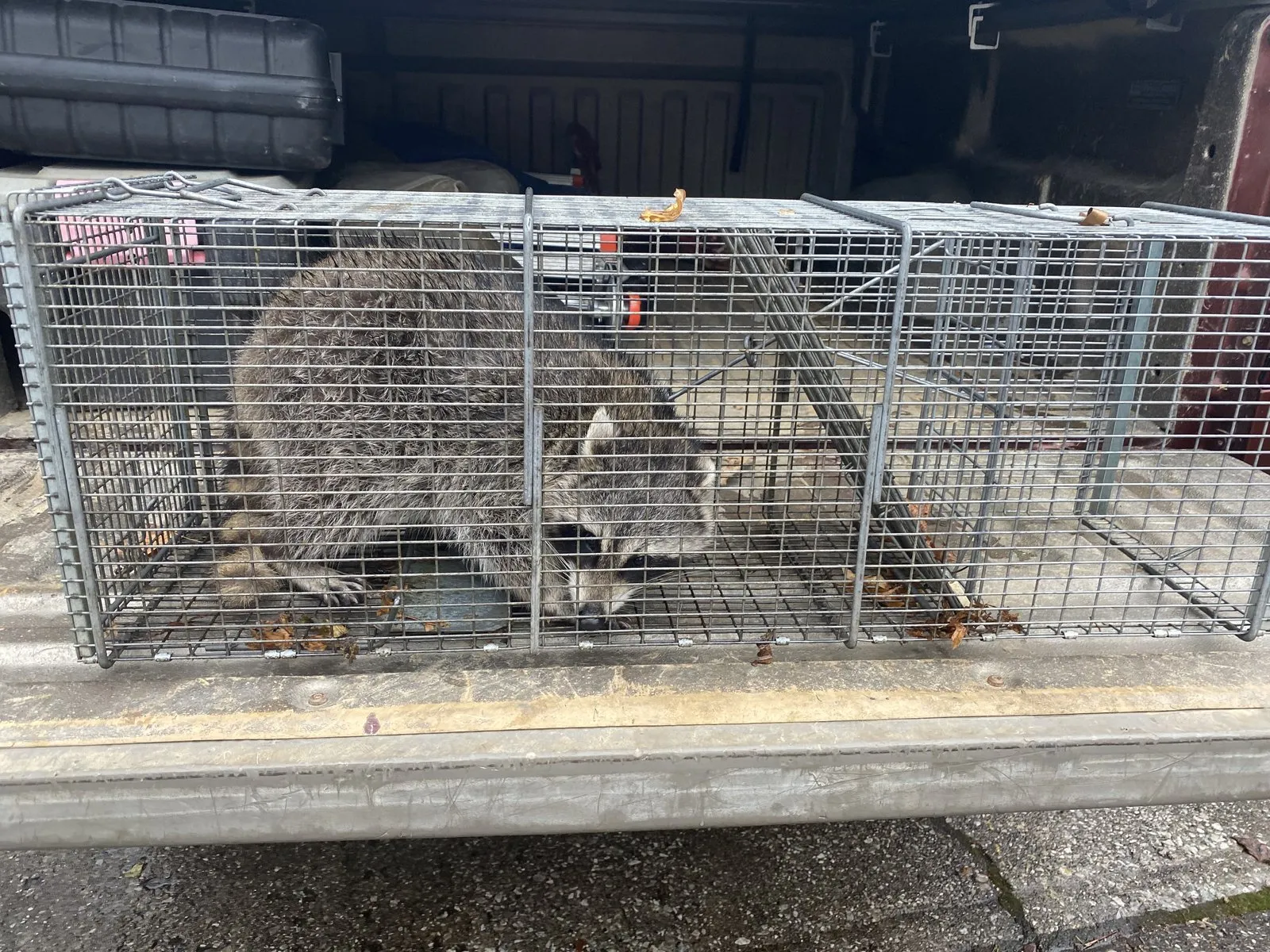 Raccoon inside a wire cage trap sitting on a truck tailgate after removal