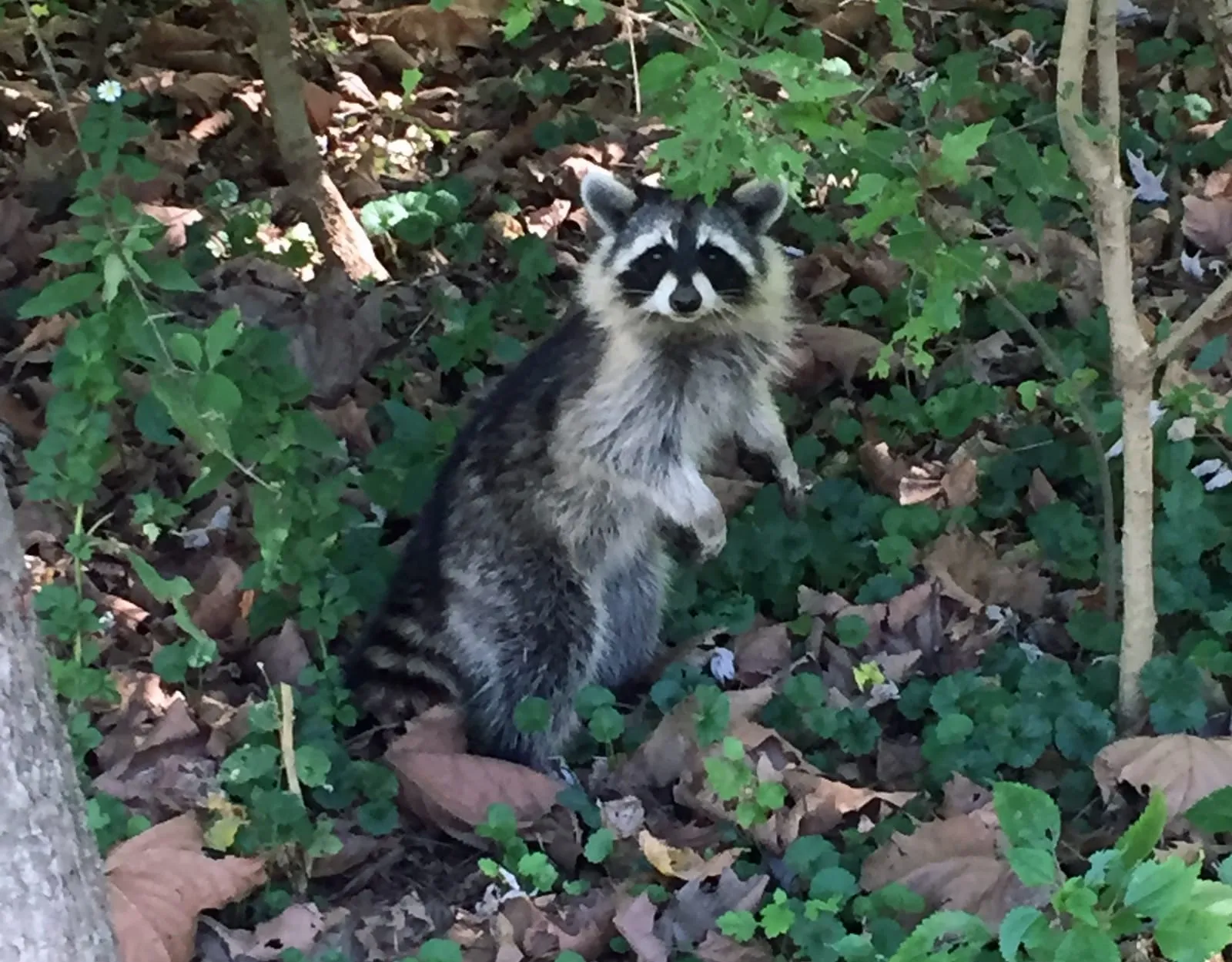 Raccoon standing upright in leafy undergrowth, looking toward the camera
