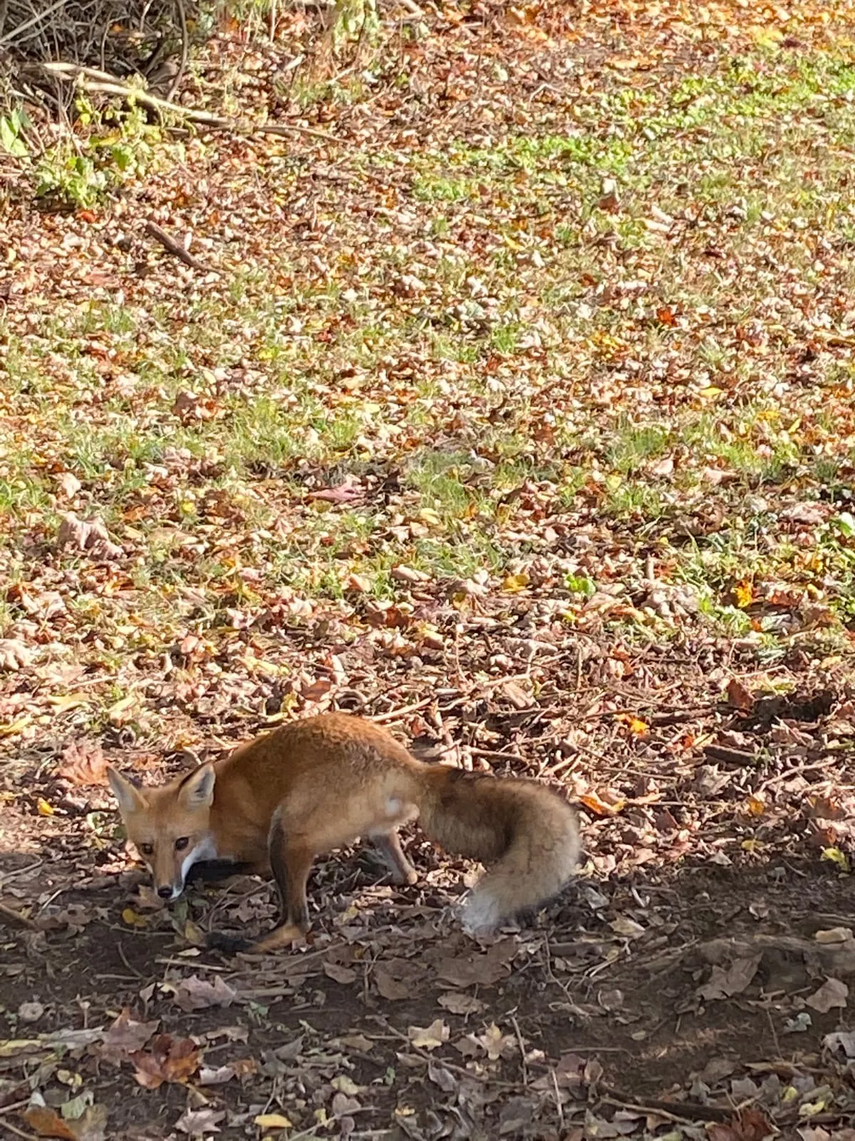 Red fox standing at the edge of a leaf-covered yard