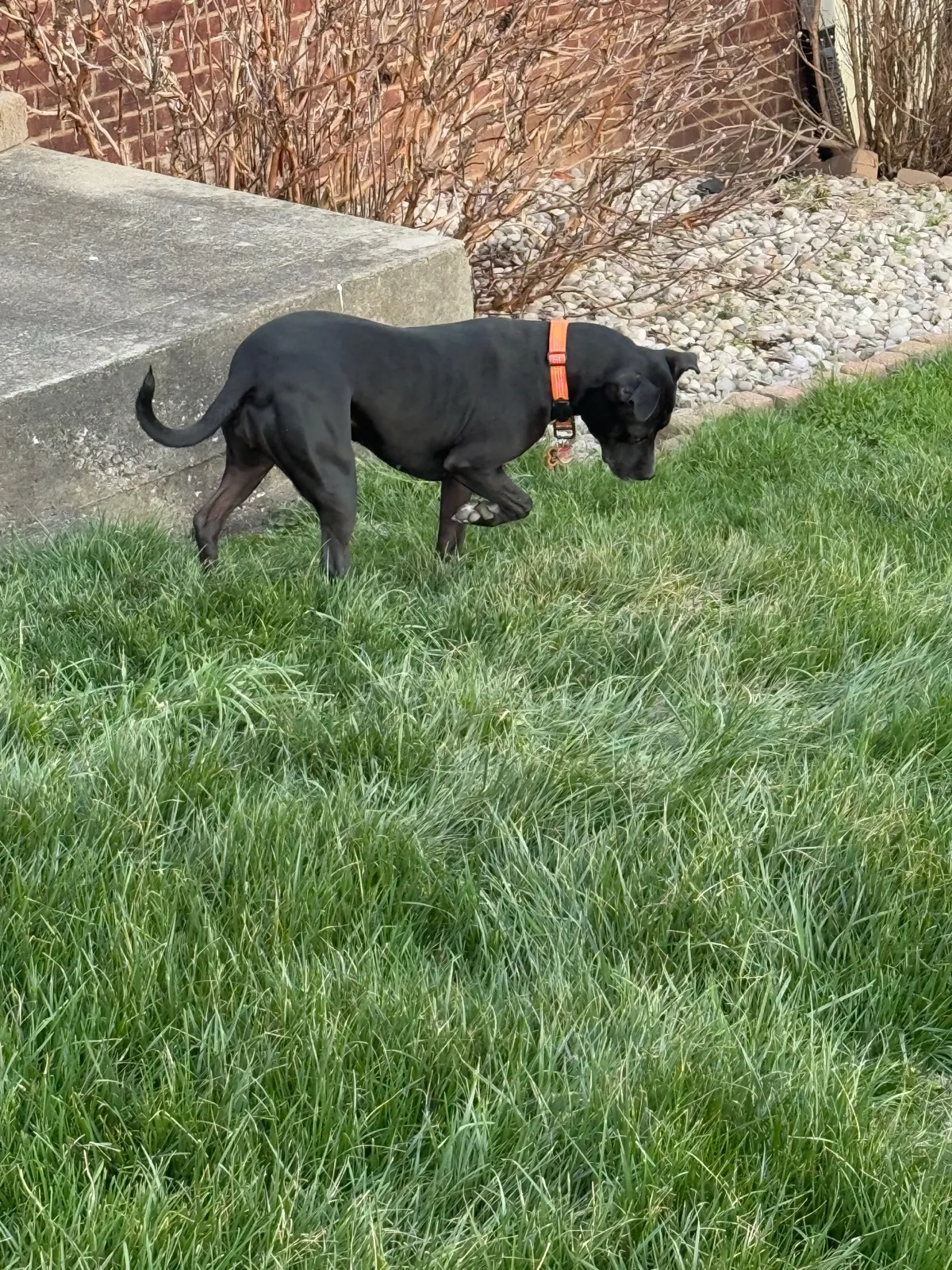 Scarlet, a black Staffordshire Terrier, sniffing through a grassy yard