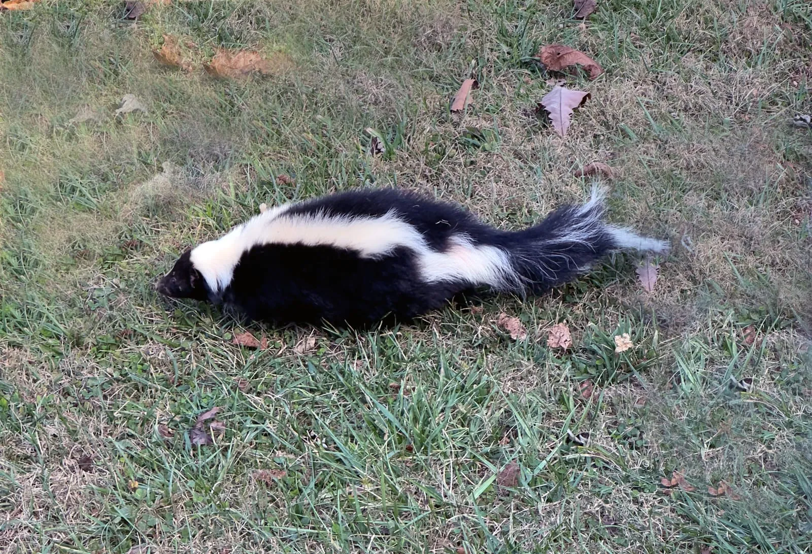 Striped skunk walking across a lawn