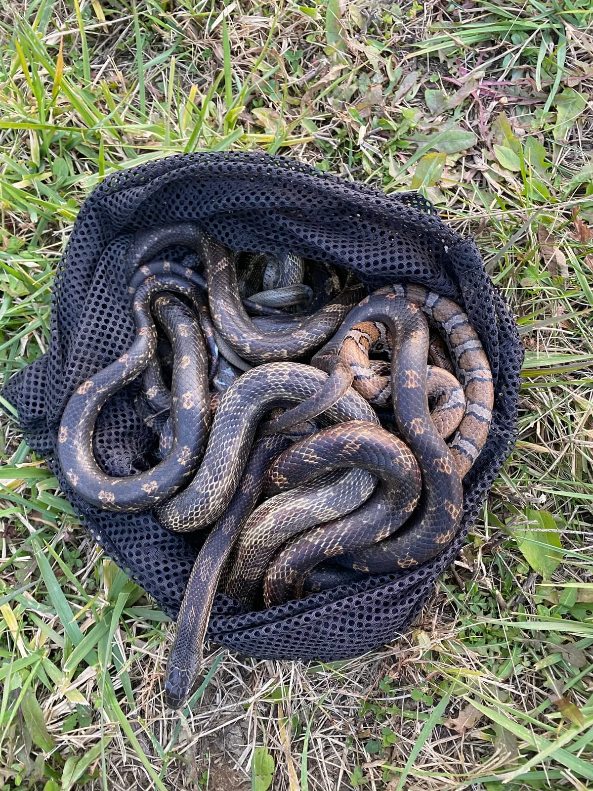 Group of patterned snakes collected in a mesh net bag during a removal