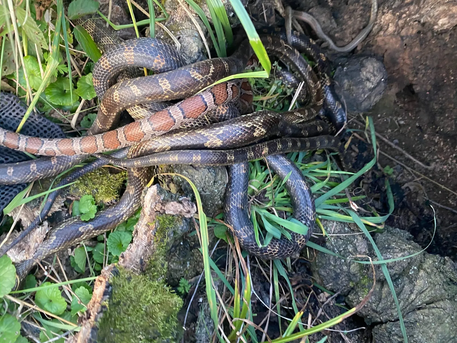 Several patterned snakes on rocky ground beside a crevice during a removal