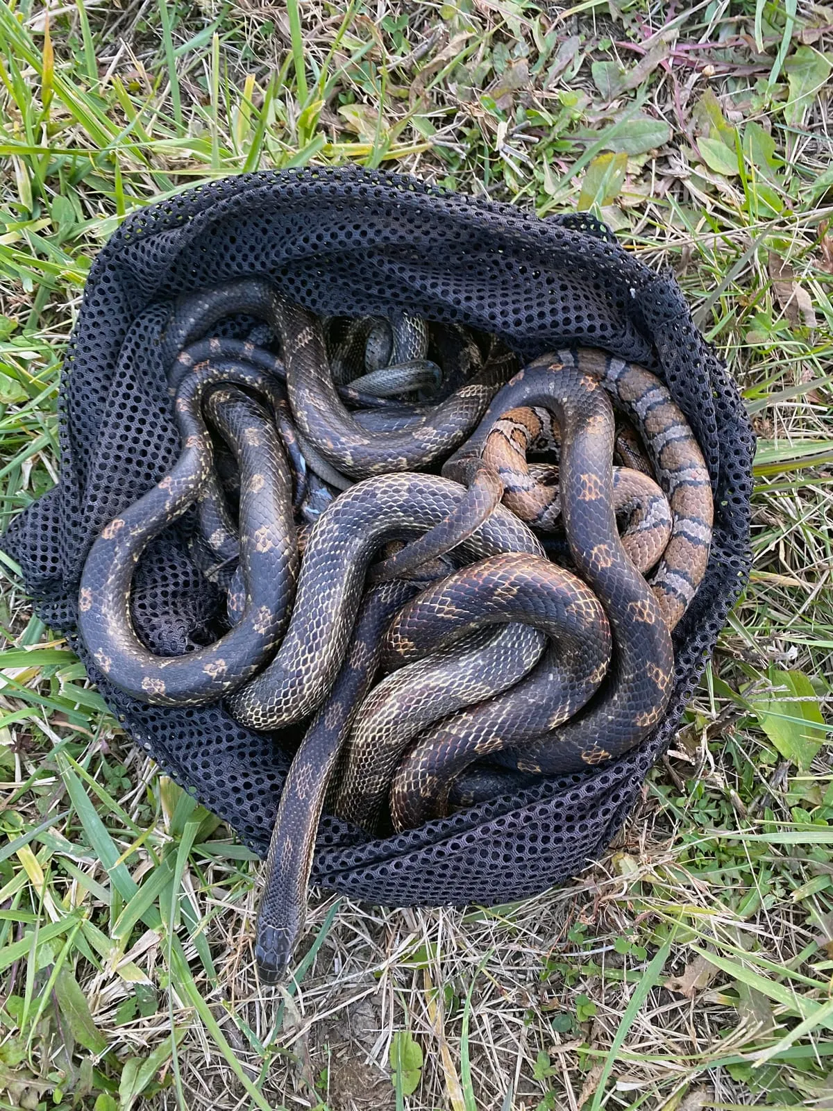 Group of patterned snakes collected in a mesh net bag during a removal