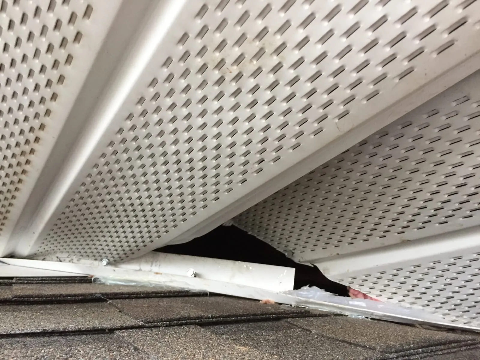 Perforated aluminum soffit panels pried open at the roofline by a wild animal