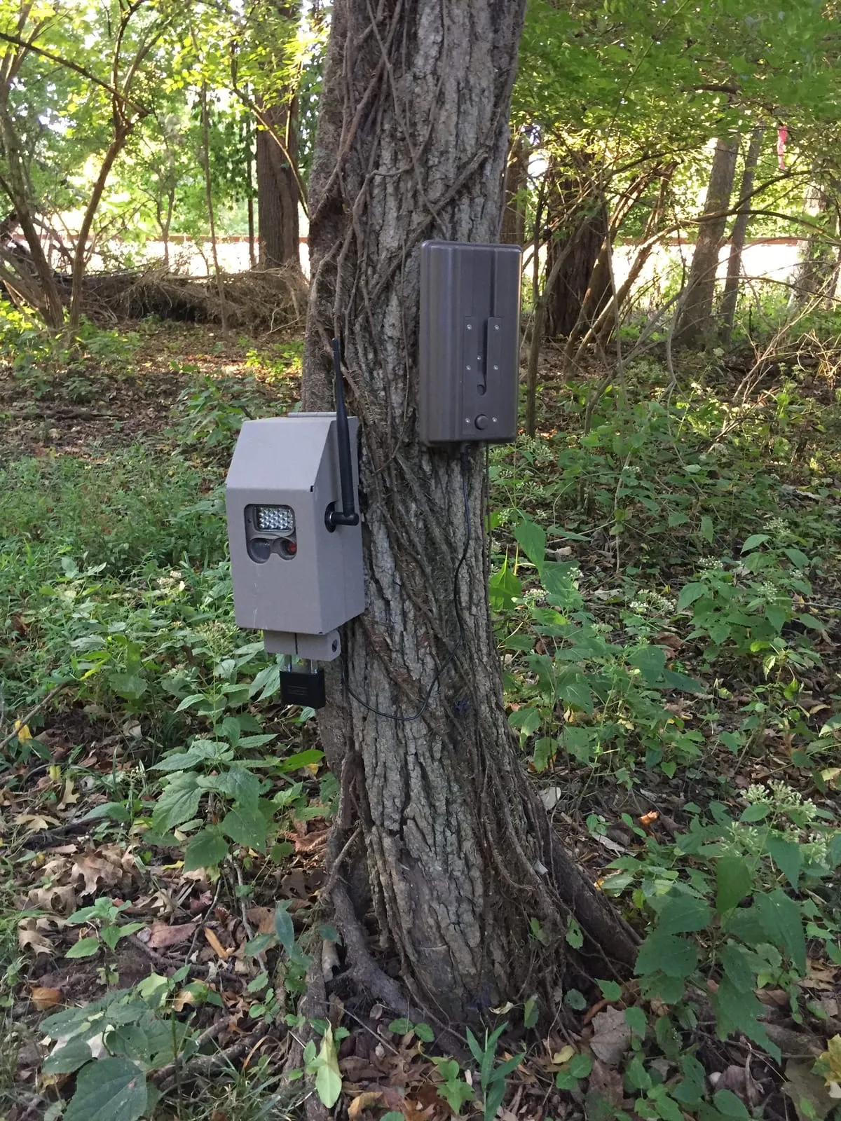 Two trail cameras mounted on a tree trunk in the woods for a wildlife camera survey